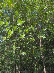 Rhizophora mucronata