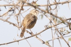 Prinia subflava