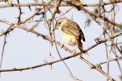 Prinia subflava