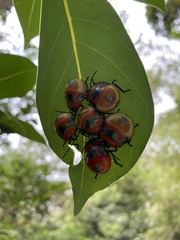 Poecilocoris latus