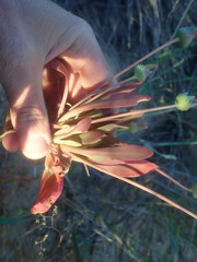 Apatesieae