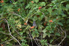 Ideopsis vulgaris macrina
