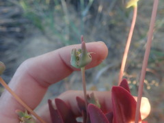 Apatesieae