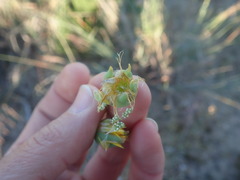 Apatesieae