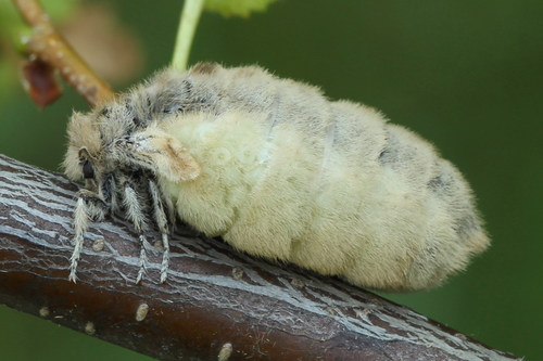 Rusty Tussock Moth