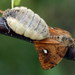 Rusty Tussock Moth - Photo (c) Andrey Ponomarev, some rights reserved (CC BY-NC), uploaded by Andrey Ponomarev