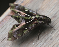 Hemeroplanes ornatus