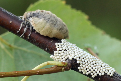 Rusty Tussock Moth