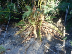Senecio robertiifolius