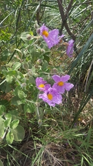 Cistus