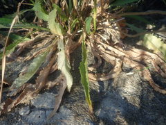 Senecio robertiifolius