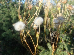 Senecio robertiifolius