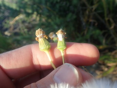 Senecio robertiifolius