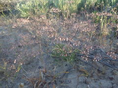 Pharnaceum elongatum