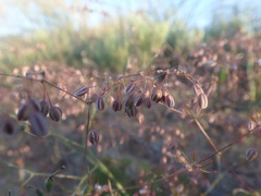 Pharnaceum elongatum
