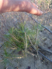 Pharnaceum elongatum