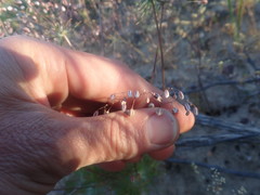 Pharnaceum elongatum