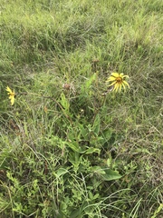 Silphium gracile