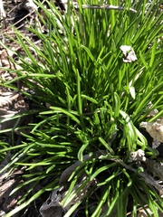 Ornithogalum umbellatum