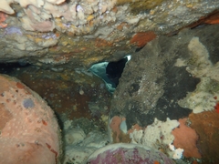 Parma alboscapularis