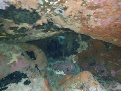 Parma alboscapularis