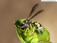 Jucancistrocerus