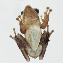 Polypedates leucomystax