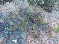 Ruschia diversifolia