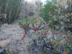 Ruschia diversifolia