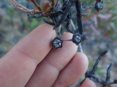 Ruschia diversifolia