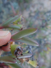 Ruschia diversifolia