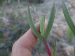 Ruschia diversifolia