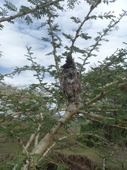 Cinnyris mariquensis
