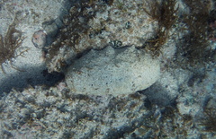 Holothuria whitmaei