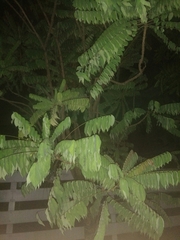 Averrhoa bilimbi