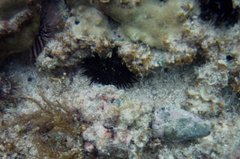 Echinometra oblonga