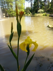Iris pseudacorus