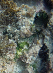 Microdictyon setchellianum