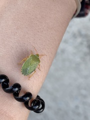 Sinopla perpunctatus