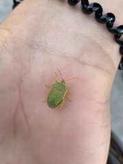 Sinopla perpunctatus