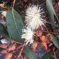 Eucalyptus prava