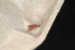 Dichomeris sandycitis