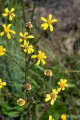 Senecio parentalis