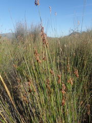 Thamnochortus platypteris