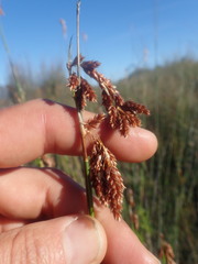 Thamnochortus platypteris