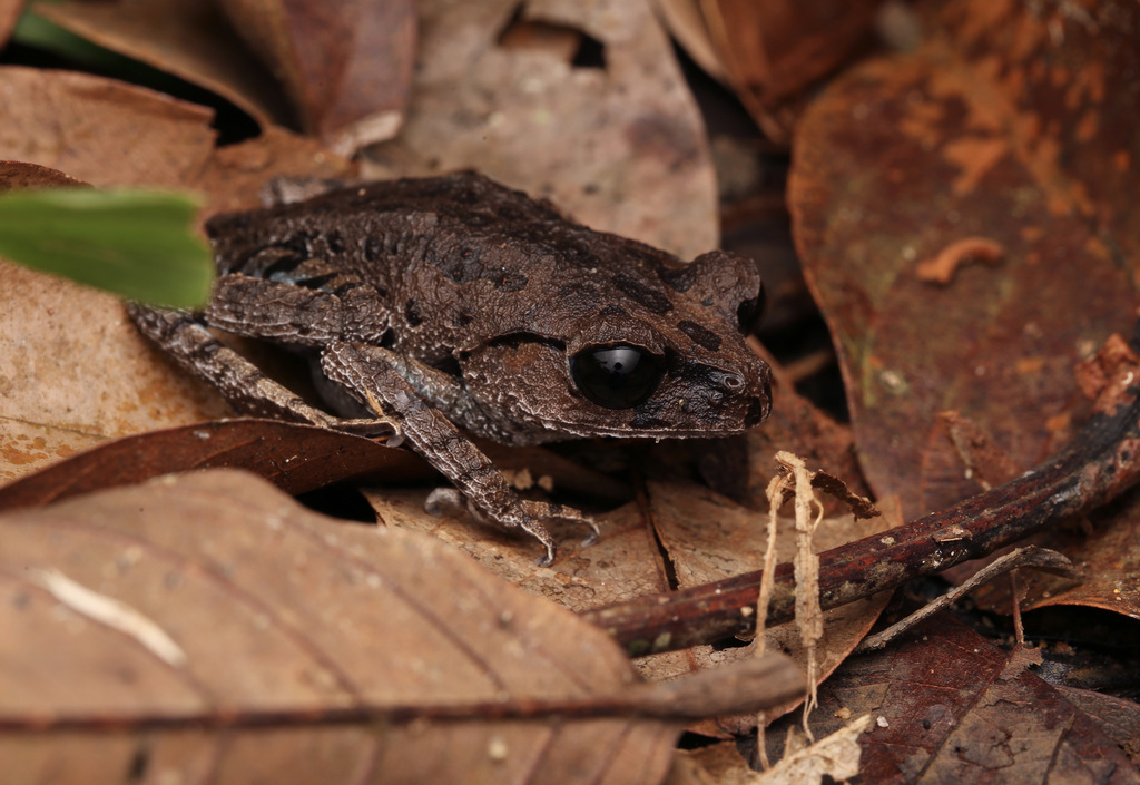 Black-Eyed Litter Frog