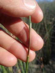 Thamnochortus platypteris