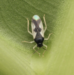 Ernestinus siamensis