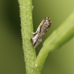Diaphorina citri