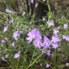 Prostanthera saxicola